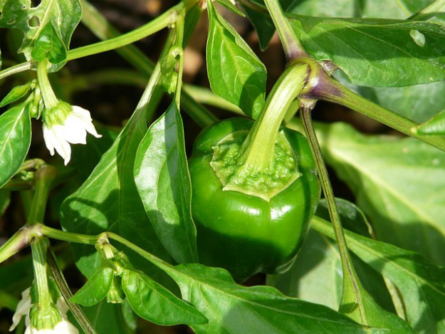 Bell pepper plant pepper shrub | Beat-the-Heat Summer Plants For Yours Garden