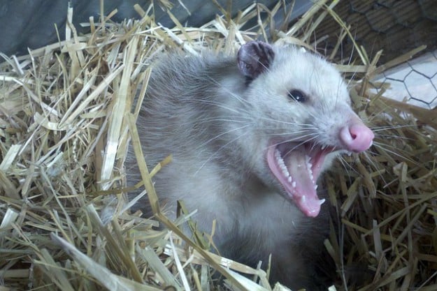 Opossums | Top Farm Predators: How To Protect Your Livestock