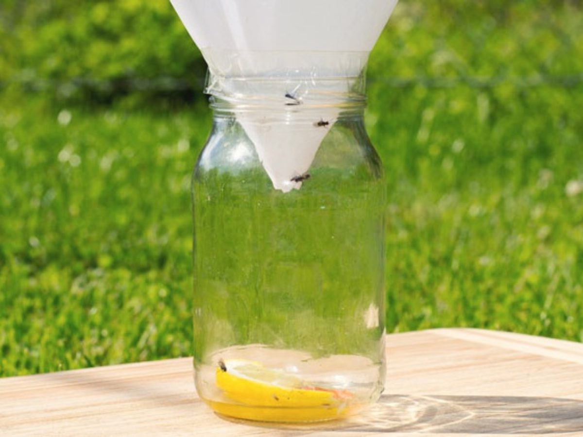 How To Get Rid Of Flies 13 Natural And Homemade Fly Repellents,Plywood Thickness