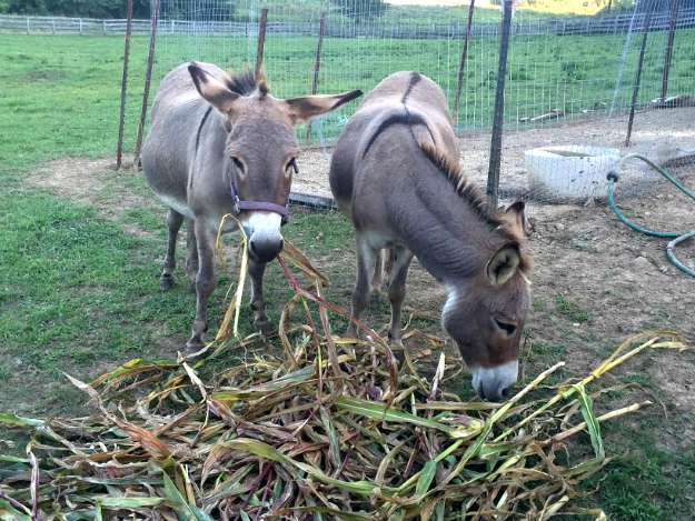 Miniature Donkeys For Your Homestead