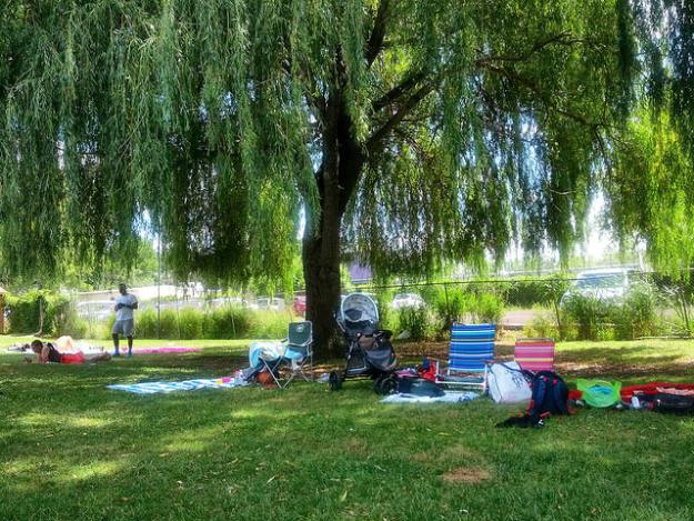 Weeping Willow | Shade Trees That Will Provide Excellent Coverage In The Summer