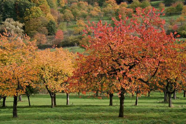 Autumn Cherry | Shade Trees That Will Provide Excellent Coverage In The Summer