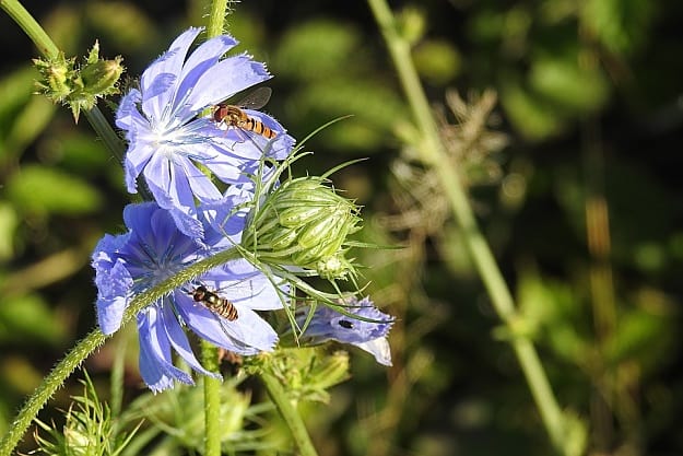 Chicory | Wild Edibles You Should Know | Homesteading And Survival Skills