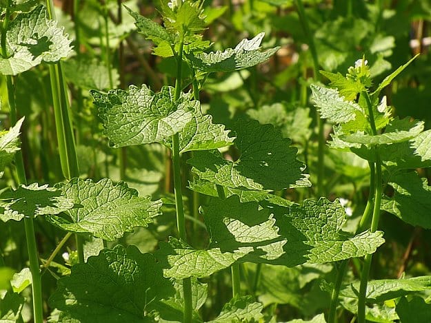Garlic Mustard | Wild Edibles You Should Know | Homesteading And Survival Skills