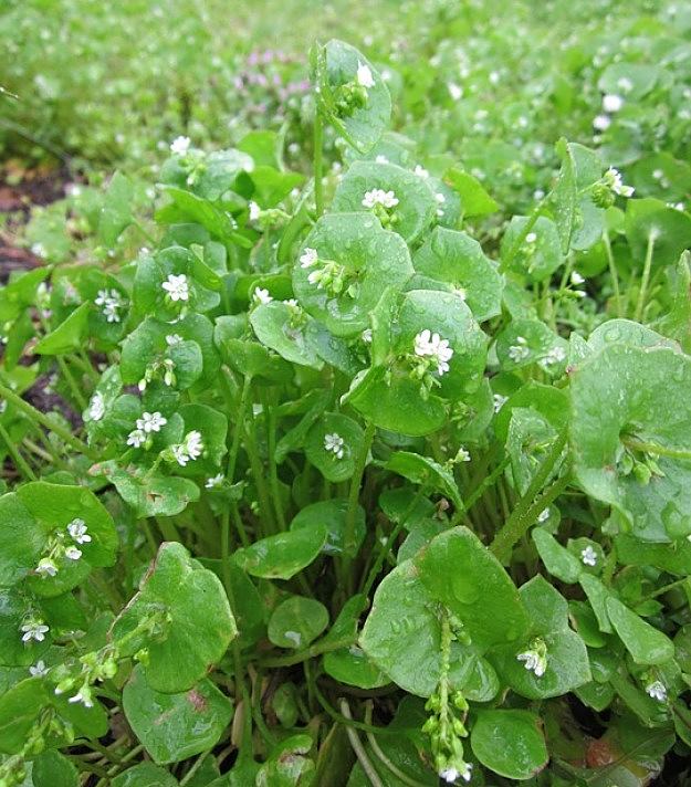 Miner's Lettuce Or Winter Purslane | Wild Edibles You Should Know | Homesteading And Survival Skills