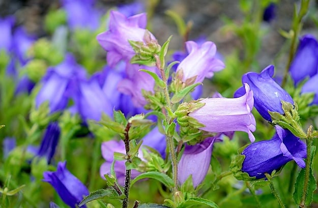 Harebell | Wild Edibles You Should Know | Homesteading And Survival Skills