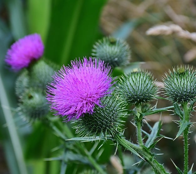 Bull Thistle | Wild Edibles You Should Know | Homesteading And Survival Skills