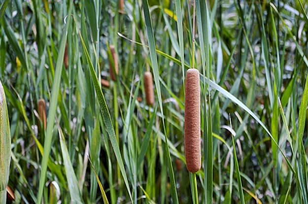 Cattail | Wild Edibles You Should Know | Homesteading And Survival Skills