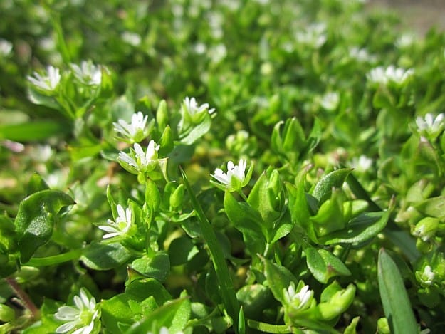Chickweed | Wild Edibles You Should Know | Homesteading And Survival Skills