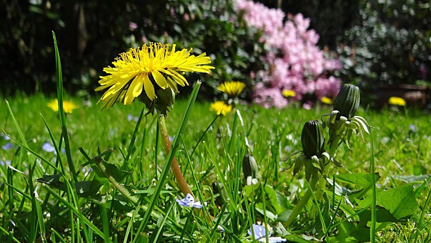 Dandelion | Wild Edibles You Should Know | Homesteading And Survival Skills