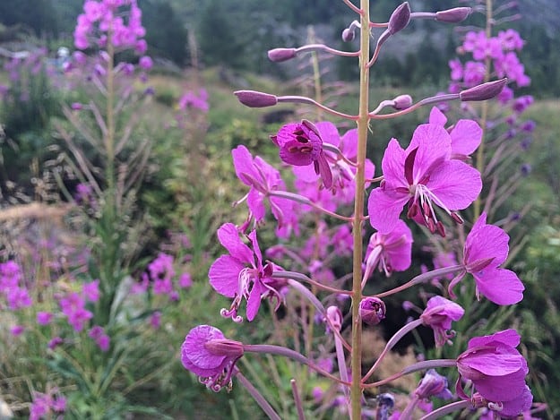 Fireweed | Wild Edibles You Should Know | Homesteading And Survival Skills