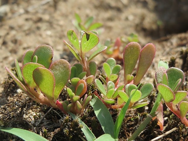 Portulaca Or Purslane | Wild Edibles You Should Know | Homesteading And Survival Skills