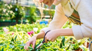 Feature | Cute young woman gardener cutting plants with garden scissors in greenhouse | Summer Gardening Tips For Your Survival Garden