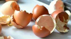 Feature | Egg shells hatched chicks open | Top 15 Ways to Use Eggshells on the Homestead