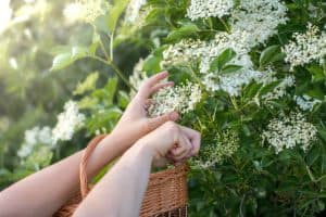 Uses For Common Medicinal Weeds Found Around Your Home - Part 5