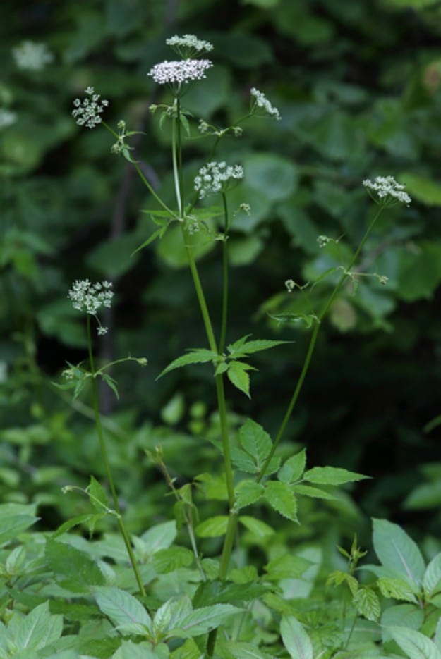 Ground Elder (Aegopodium podagraria) | Medicinal Weeds | Commonly Found Around Your Home - Part 8
