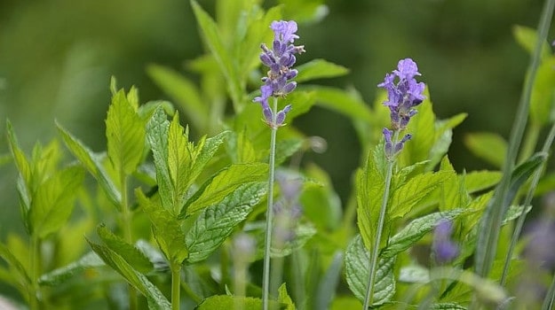 15 Natural Mosquito Repellent Plants | Natural Remedies For Homesteading To Make Life Easier