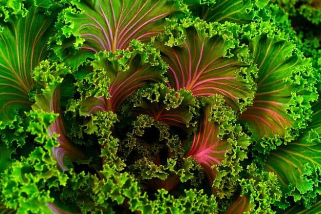 Kale | Survival Gardening - Vegetables You Can Plant Late In The Summer