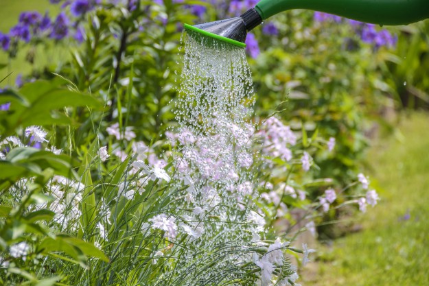 White petal flower sprinkled with water in green water sprinkler | Summer Gardening Tips For Your Survival Garden