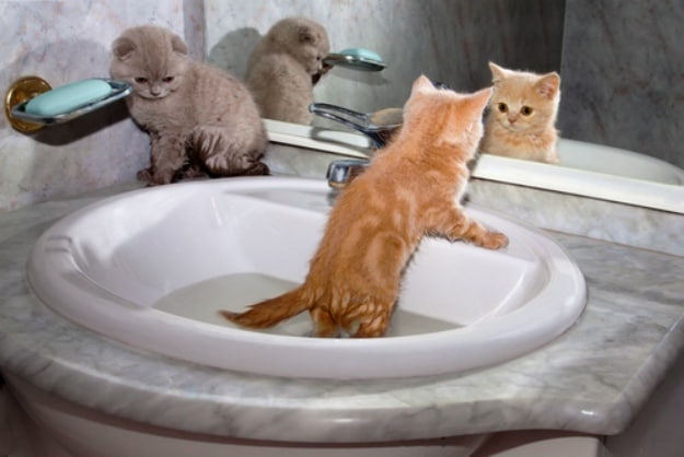 An Easier Cat Bathing Experience | Cat Care Hacks That Every Cat Owner Should Know