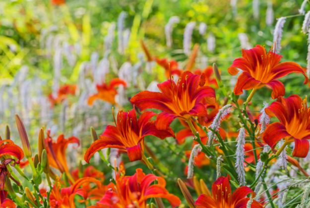 Daylily "Hemerocallis" | Stunning Drought-Tolerant Plants For Low-Maintenance Landscapes