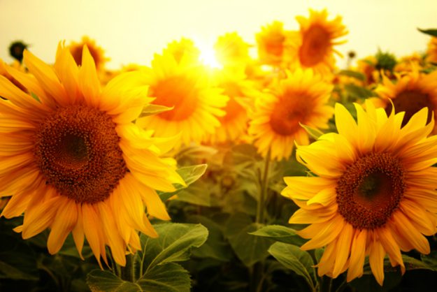 Sunflowers "Helianthus" | Stunning Drought-Tolerant Plants For Low-Maintenance Landscapes