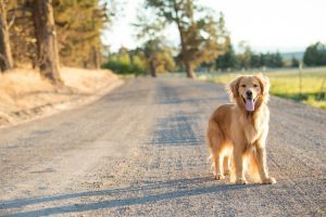 Awesome Dog Care Hacks That Every Dog Owner Should Know