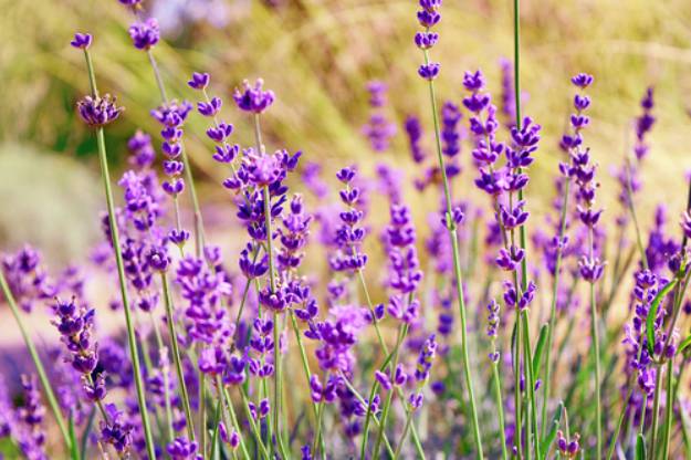 Lavender "Lavandula" | Stunning Drought-Tolerant Plants For Low-Maintenance Landscapes