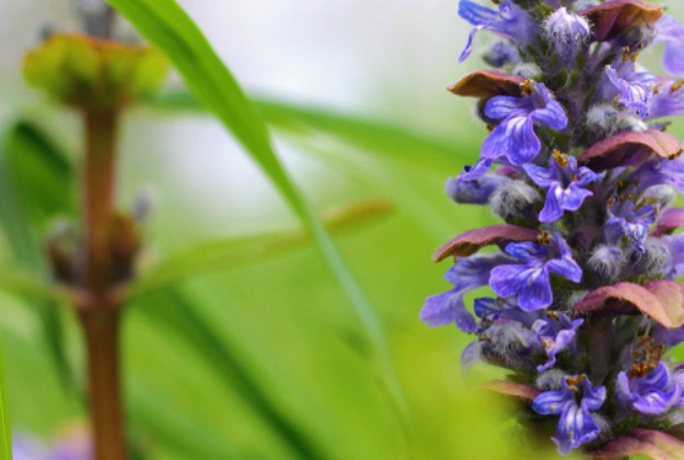 Bugleweed 'Ajuga' | Stunning Drought-Tolerant Plants For Low-Maintenance Landscapes