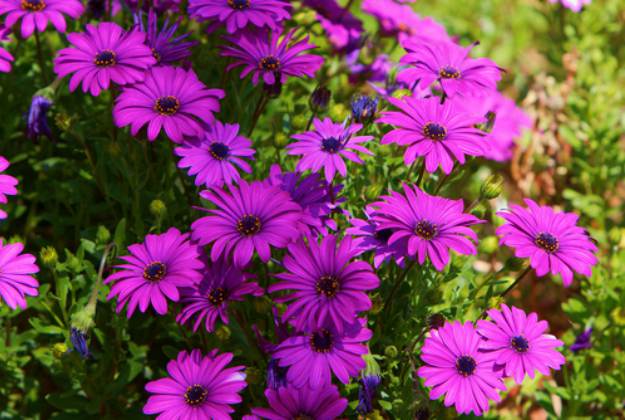 African Daisy "Gerbera" | Stunning Drought-Tolerant Plants For Low-Maintenance Landscapes