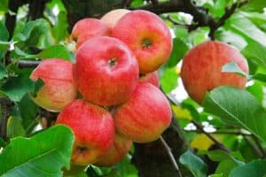 Growing Miniature Fruit Trees and Non-Native Plants
