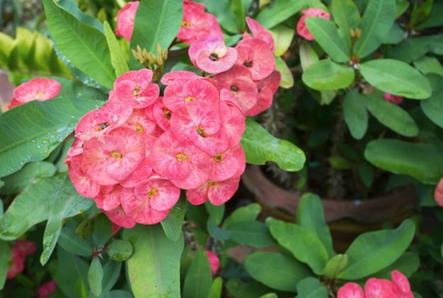 "Euphorbia Milii" or Crown Of Thorns | Stunning Drought-Tolerant Plants For Low-Maintenance Landscapes