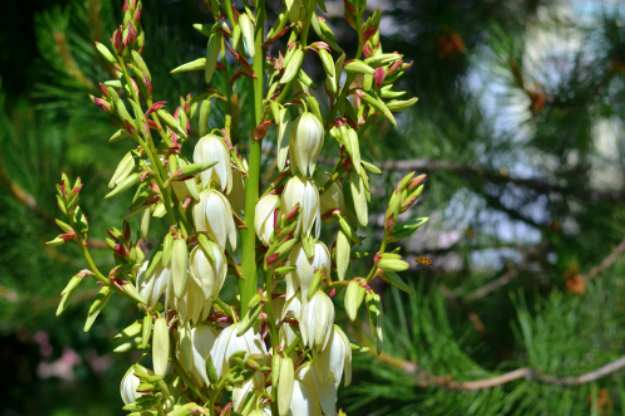 Yucca | Stunning Drought-Tolerant Plants For Low-Maintenance Landscapes