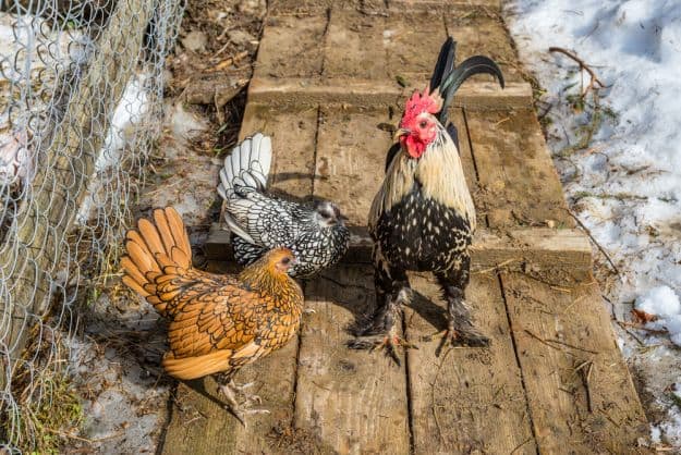 Bug Board | Easy Ways To Boost Your Chickens’ Protein Over The Winter