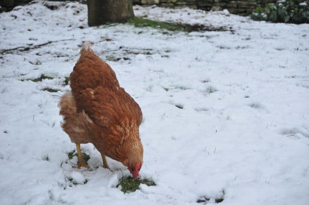 Chickens During Winter | Easy Ways To Boost Your Chickens’ Protein Over The Winter