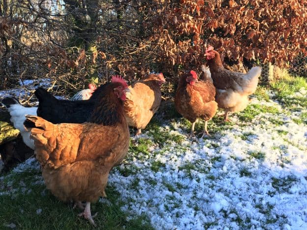 Free Range | Easy Ways To Boost Your Chickens’ Protein Over The Winter