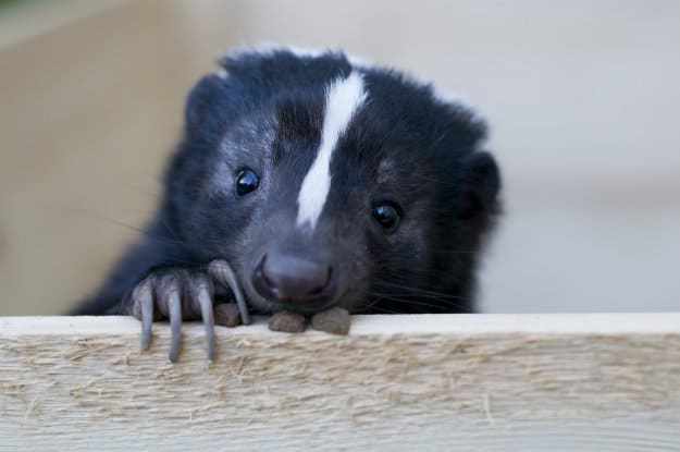 Good Diggers | How To Deter Skunks In 7 Surprisingly Simple Steps
