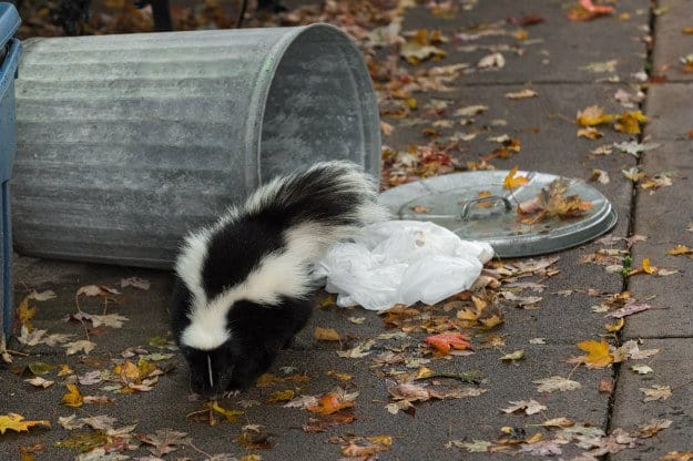 Remove Sources Of Shelter And Skunk Food Such As Nuts And Berries | How To Deter Skunks In 7 Surprisingly Simple Steps