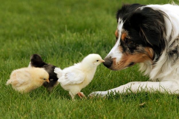 Dog Herding Chicken | Important Farm Dog Commands Every Homesteader Should Know