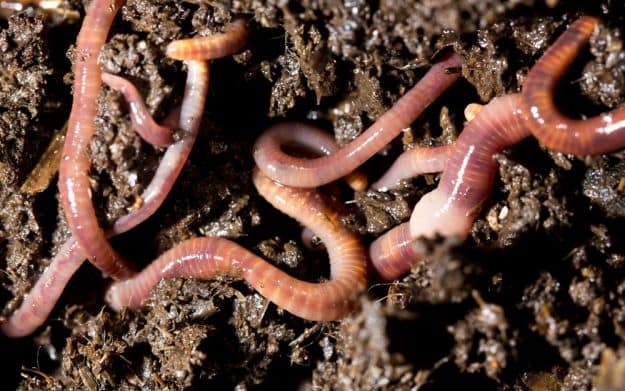 Does Any Worm Work? | Vermicomposting | Fertilize With Worm Castings