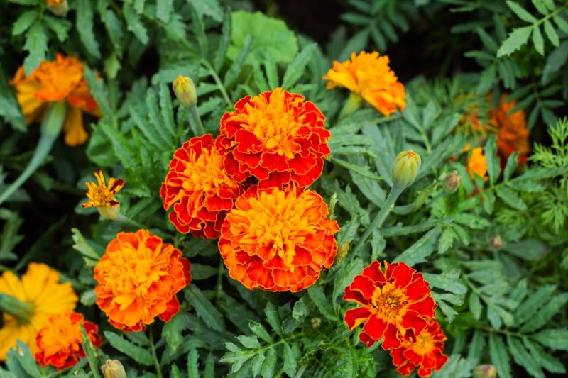 close-beautiful-marigold-flower-tagetes-erecta | How To Get Rid Of Chiggers Naturally: The Ways and Whys