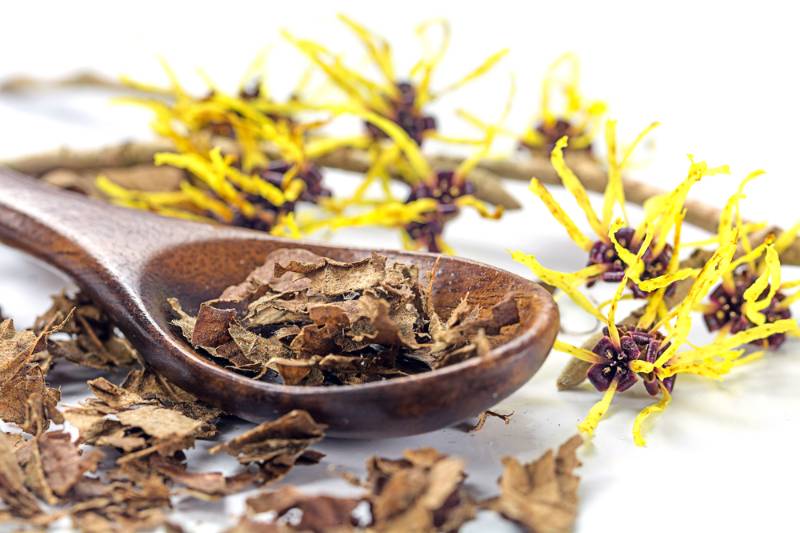 flowering-witch-hazel-hamamelis-wooden-spoon | How To Get Rid Of Chiggers Naturally: The Ways and Whys