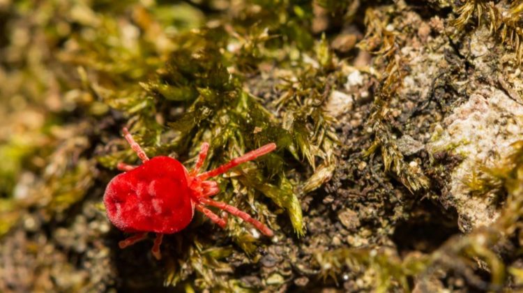 red-velvet-mite-trombidium-holosericeum | How To Get Rid Of Chiggers Naturally: The Ways and Whys | Featured