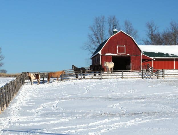 Ensure Everybody's Safety | Livestock And Barn Winter Tips | Homesteading Guide