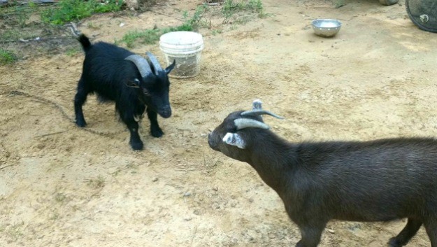 Free-Ranging Goats | Goats On The Homestead