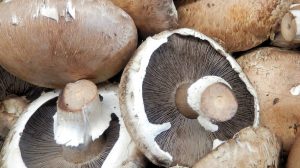 Featured | Portabella mushrooms | Easy Guide To Growing Mushrooms At Home