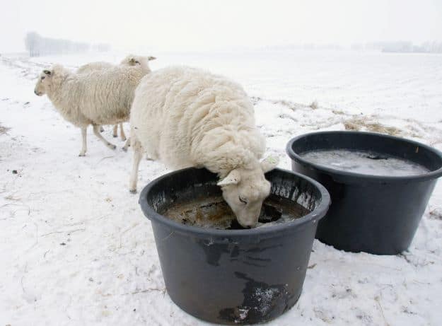 Keep The Water Supply Running | Livestock And Barn Winter Tips | Homesteading Guide