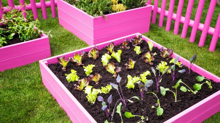Feature | Beautiful herb garden. Pink raised beds with herbs and vegetables.| Creative Raised Bed Garden Ideas: Yard Decor For Every Season
