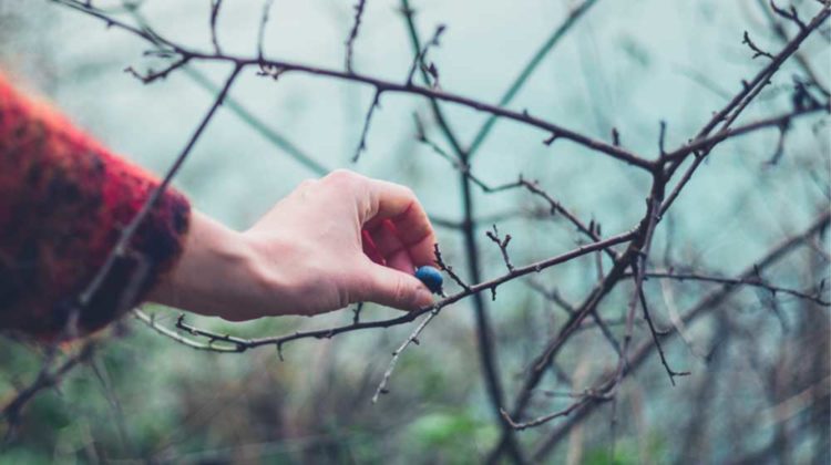 A female hand is picking a berry from a bush in the winter | The Top Winter Survival Plants You NEED to Have on Hand | featured