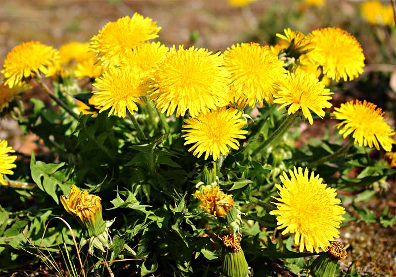 Blooming bright yellow Taraxacum flowers | survival plants